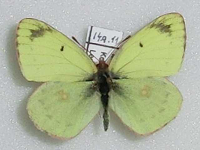 Colias alfacariensis (Abberant, Poland) (Internet Image property of respective owner, non-commercial use only)